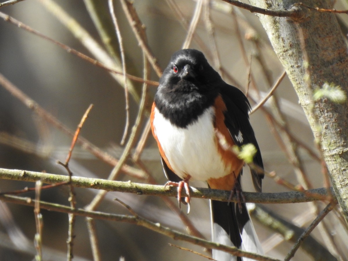 Eastern Towhee - ML148752921