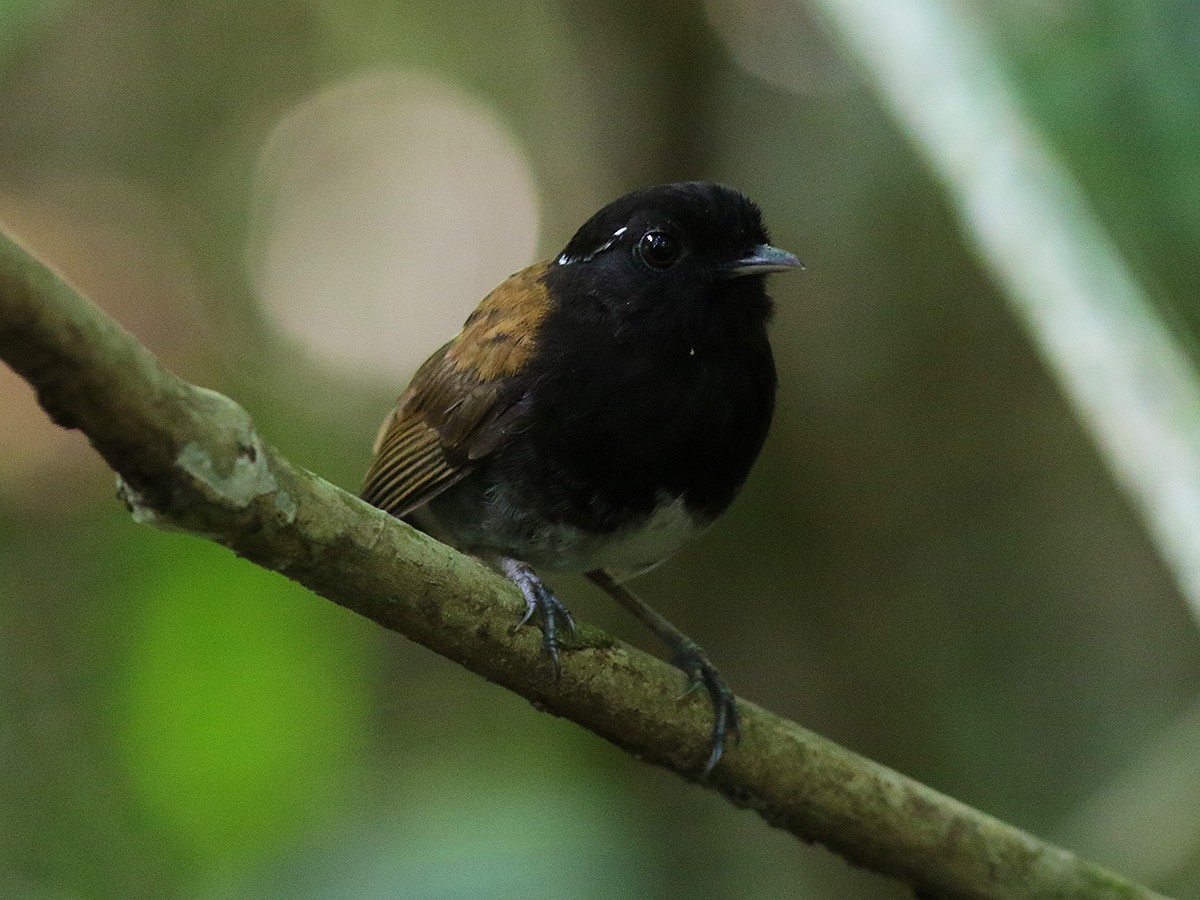 Hooded Gnateater - ML148754721