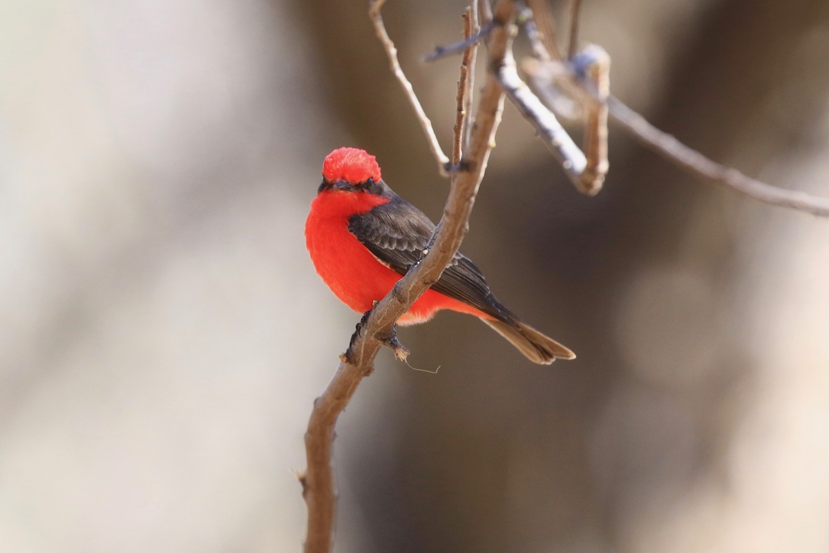 Vermilion Flycatcher - My Big Fat Birdy