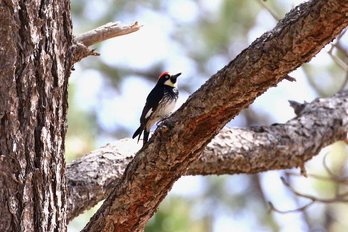 Acorn Woodpecker - My Big Fat Birdy