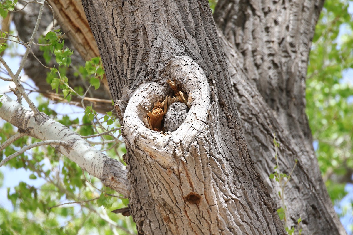 Western Screech-Owl - ML148756651