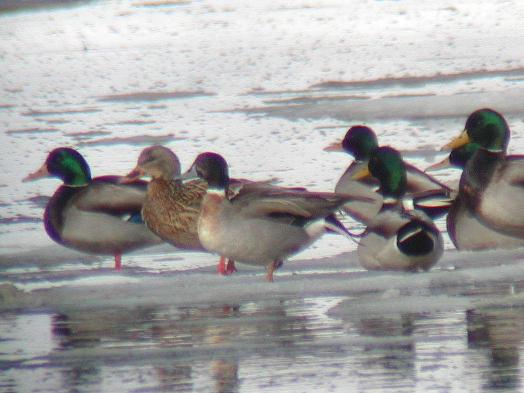 Mallard x Northern Pintail (hybrid) - ML148756811