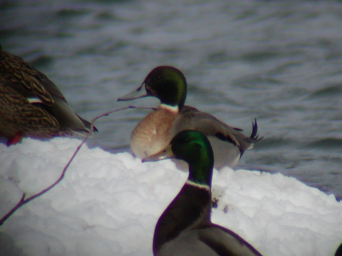 Mallard x Northern Pintail (hybrid) - ML148757251