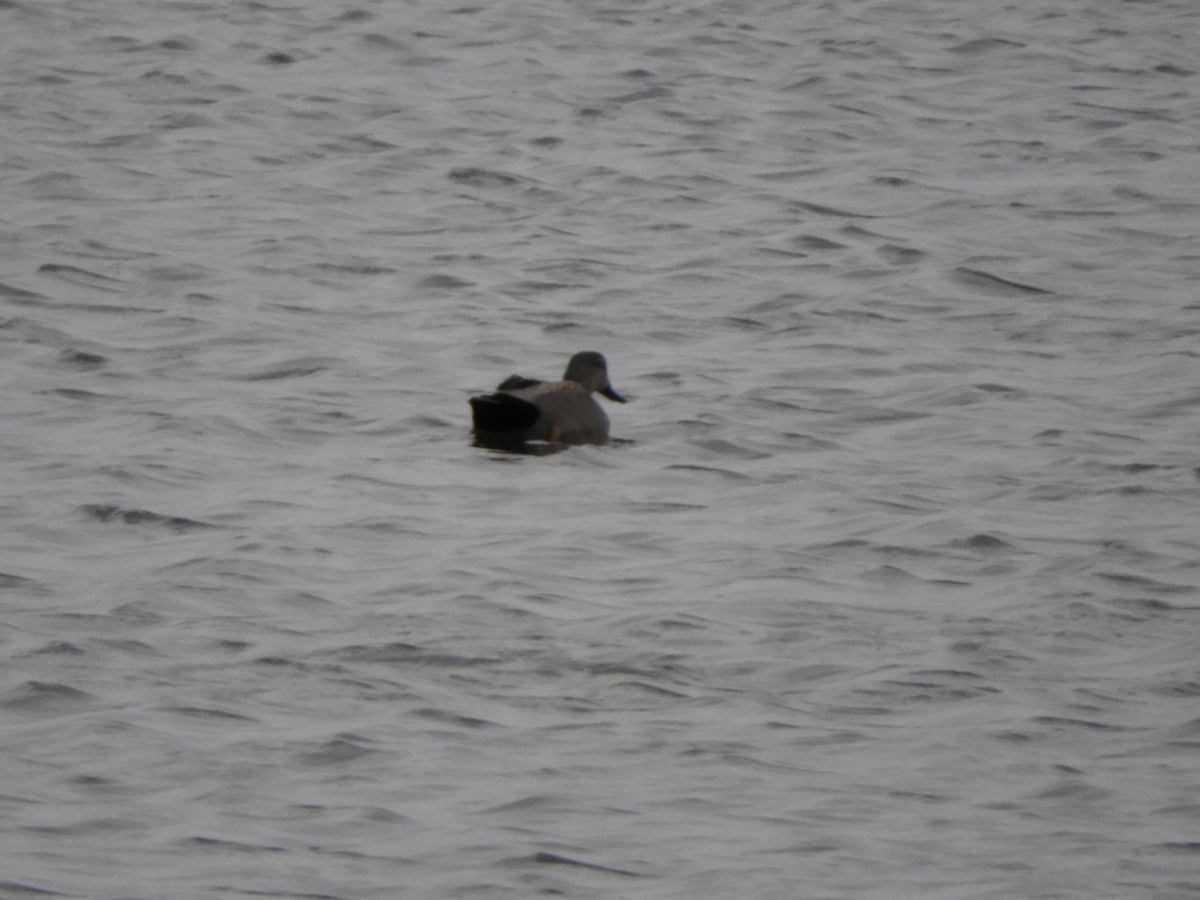 Gadwall - ML148758421