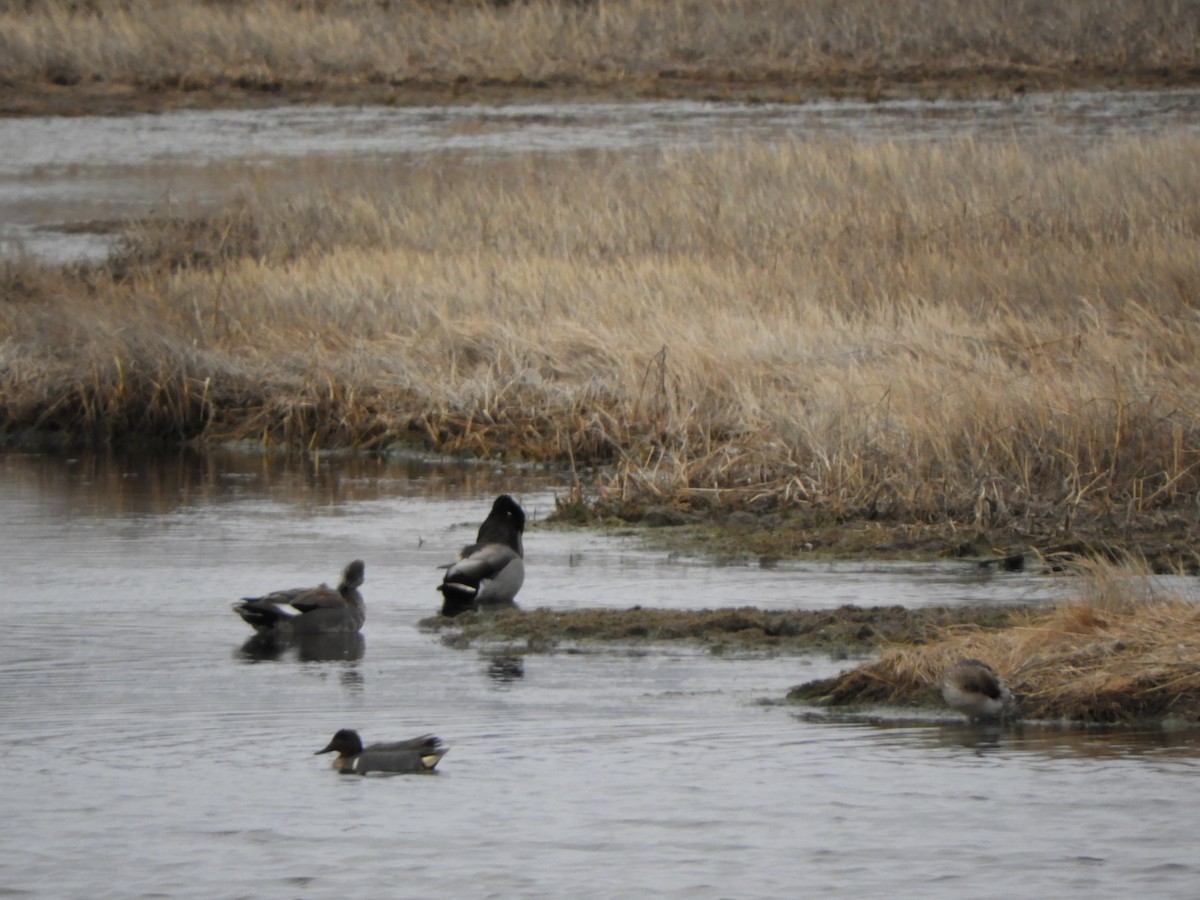 Gadwall - ML148758451