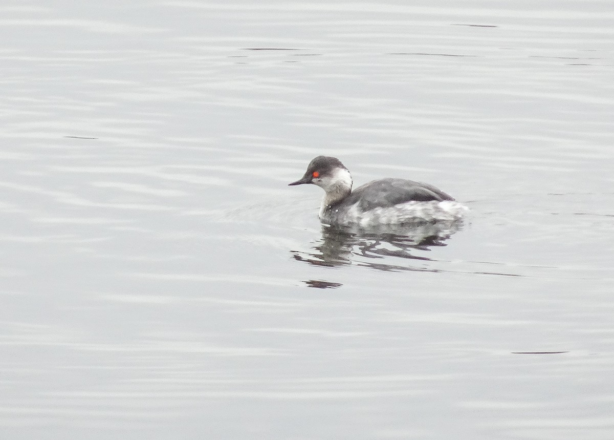 Eared Grebe - ML148758951