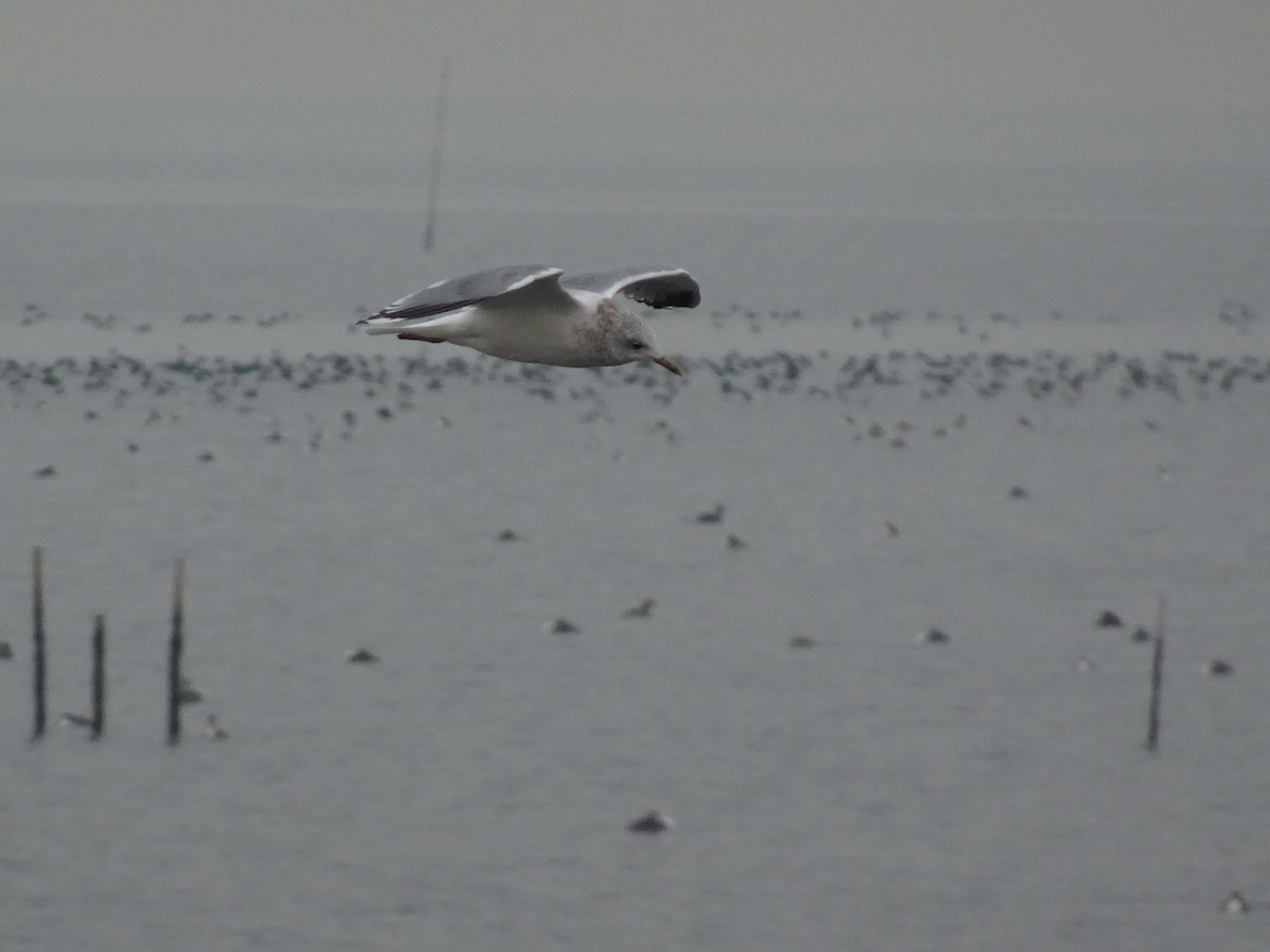 Common Gull - Ramit Singal