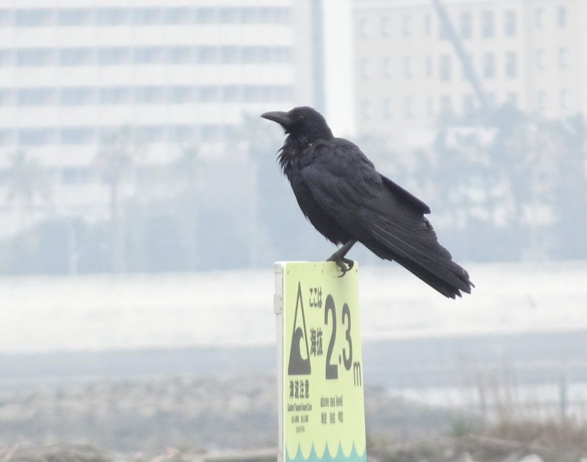 Carrion Crow - Ramit Singal