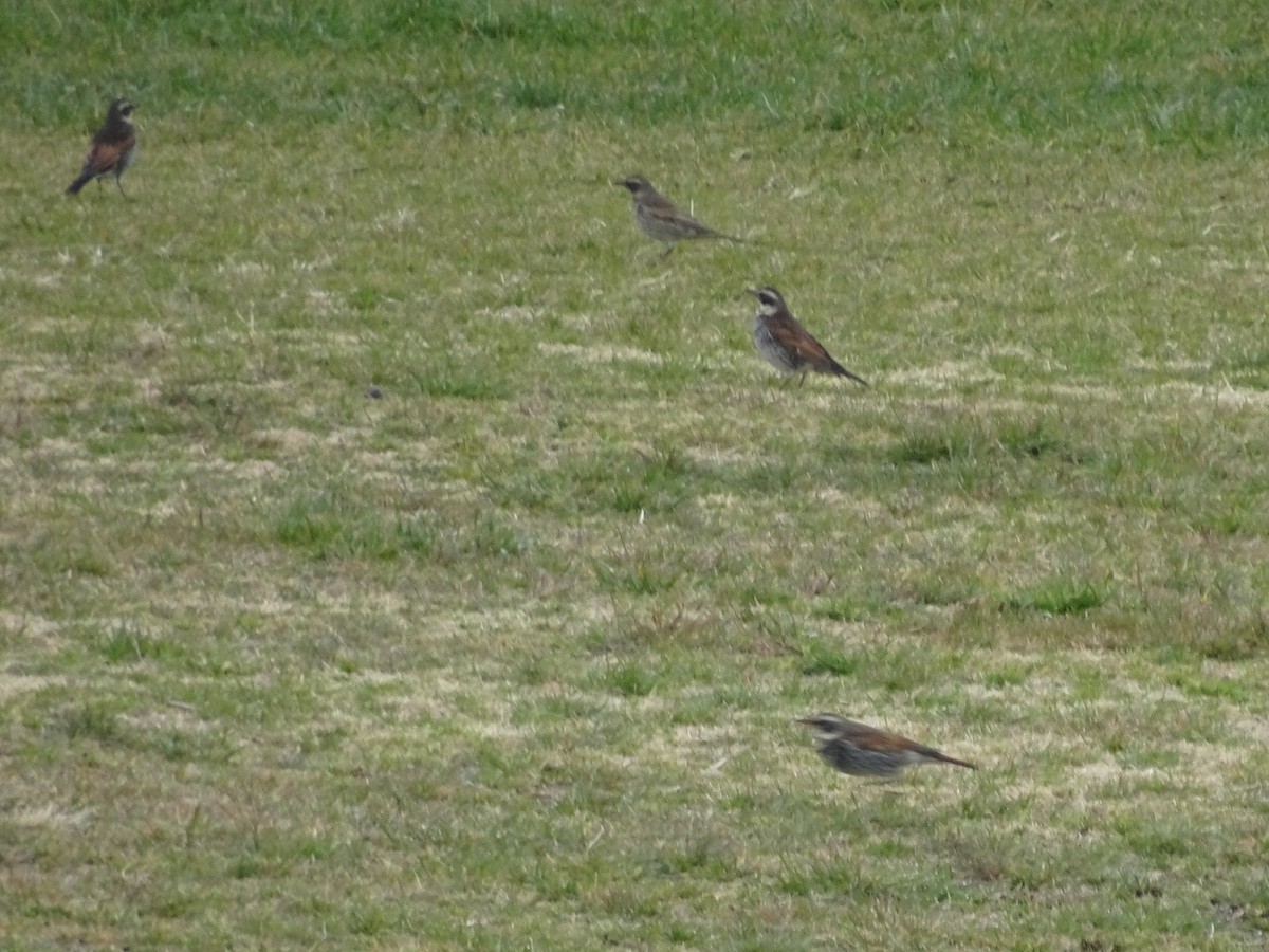 Dusky Thrush - ML148759691