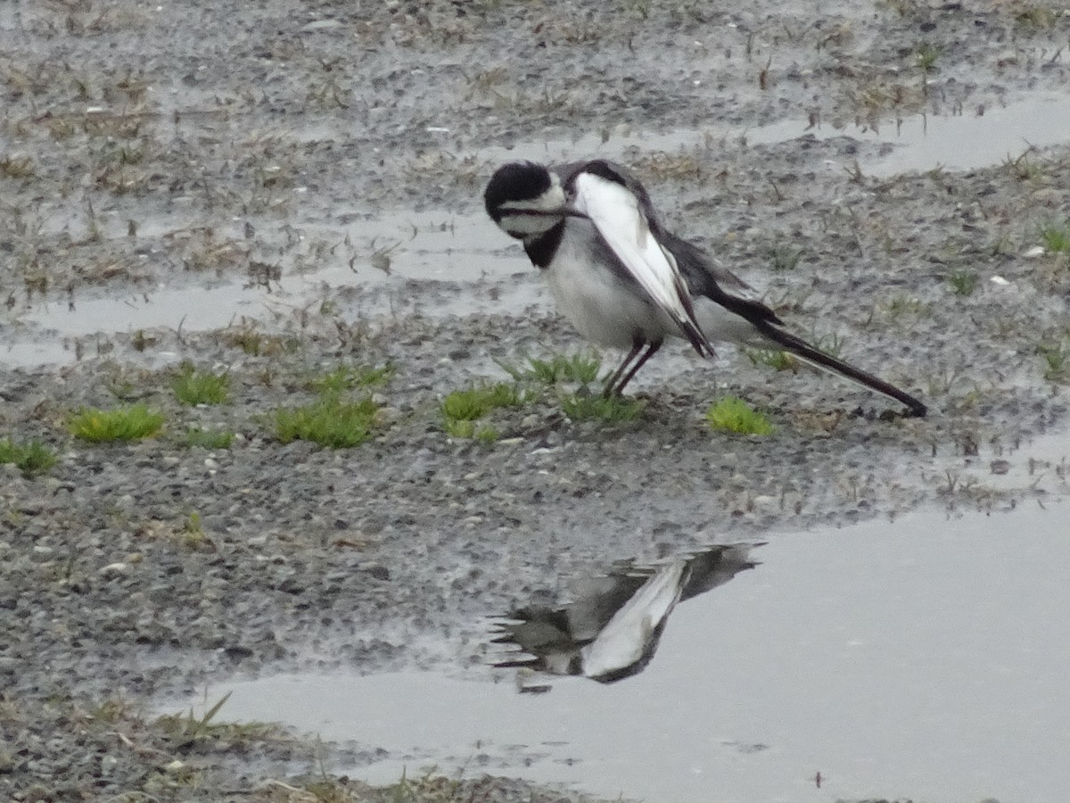 White Wagtail - Ramit Singal