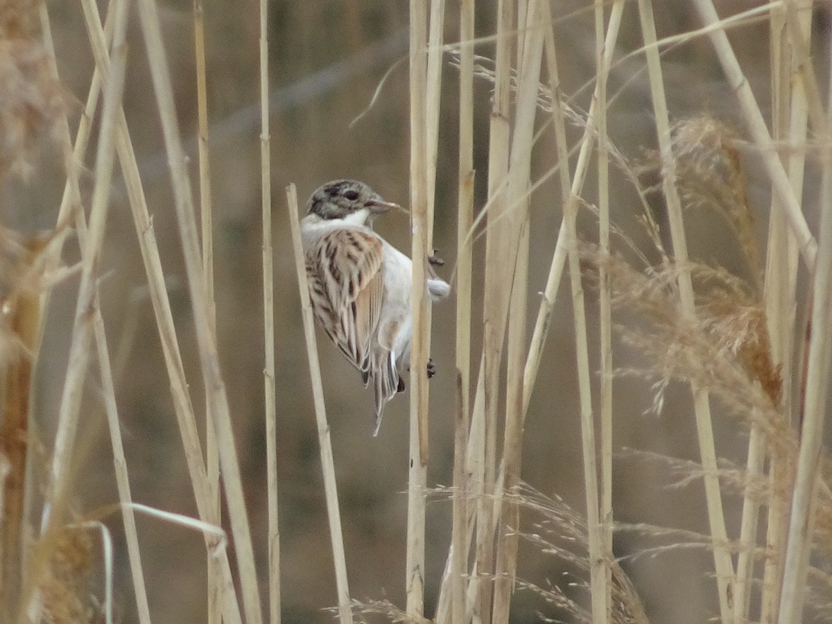 Reed Bunting - ML148759751