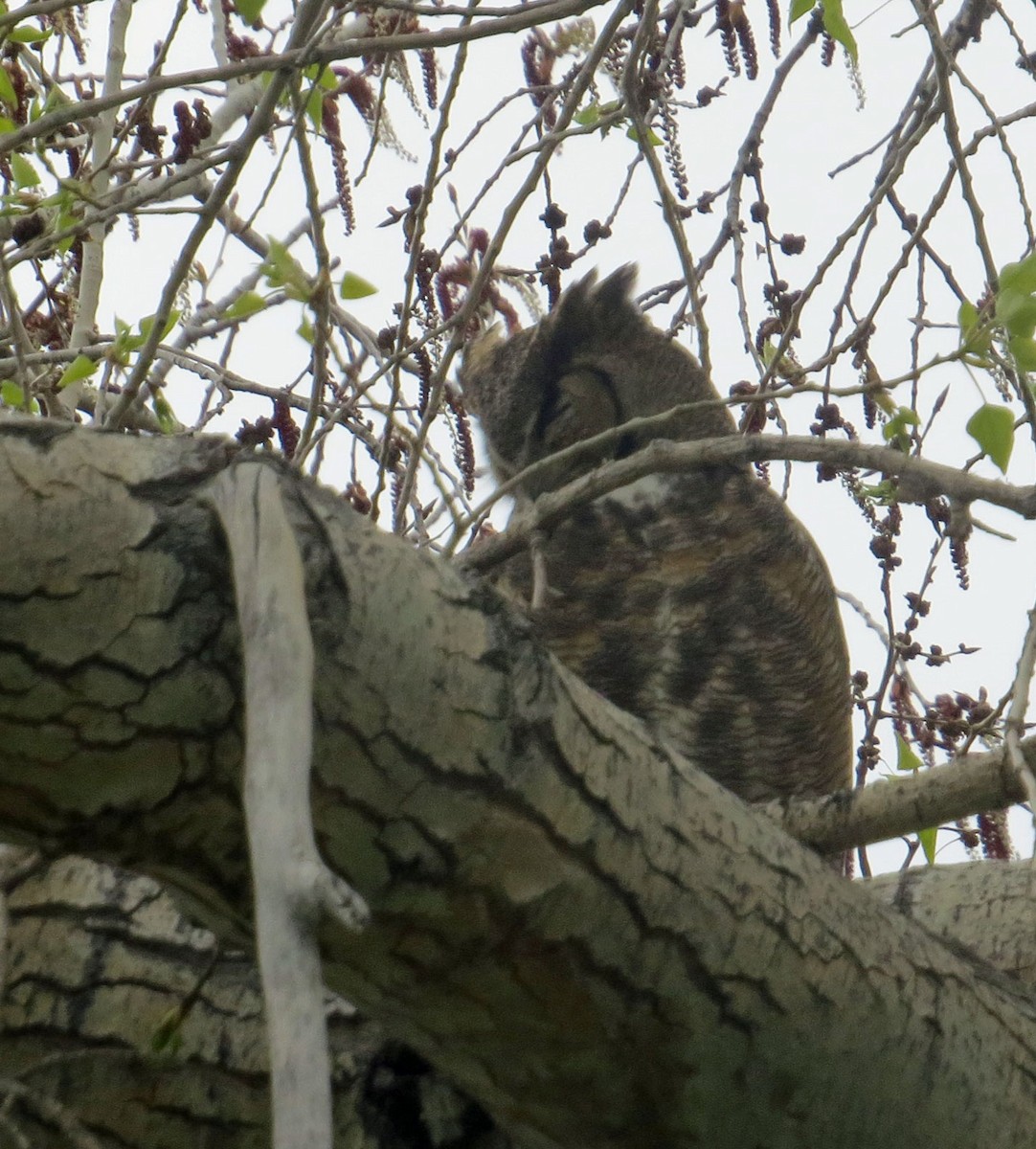 Great Horned Owl - Judy Liddell