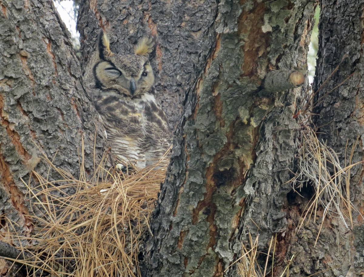 Great Horned Owl - Judy Liddell