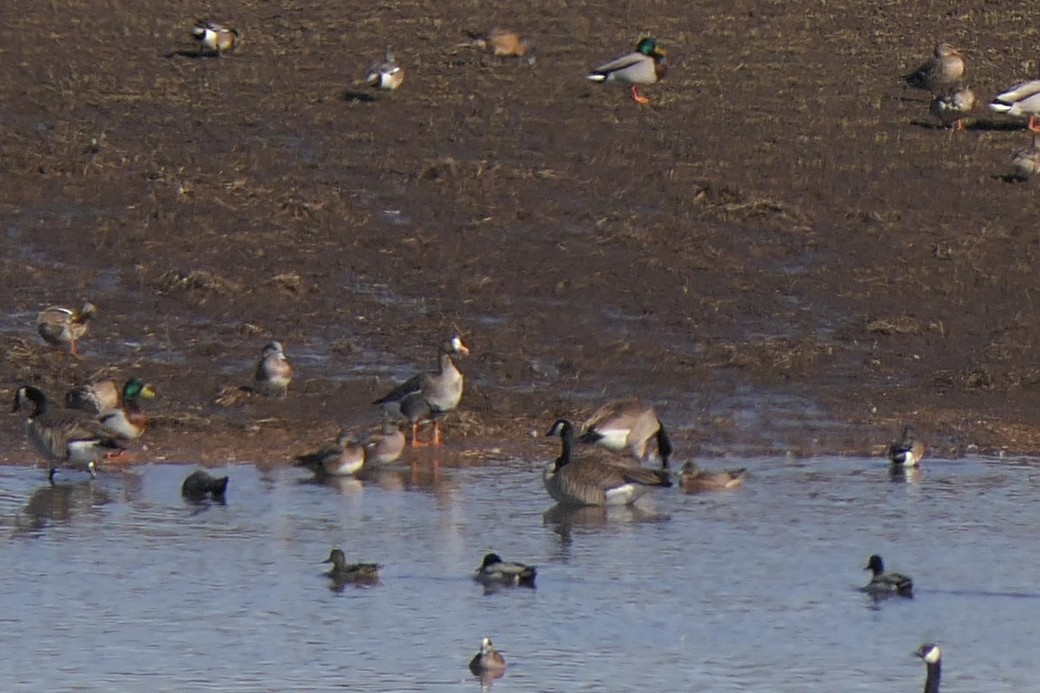 Greater White-fronted Goose - ML148760301