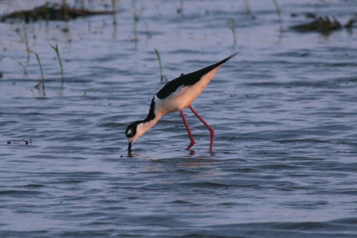 Black-necked Stilt - Cole Wolf