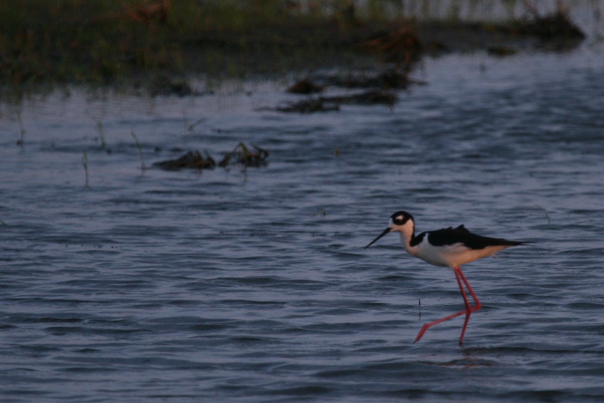 Black-necked Stilt - Cole Wolf