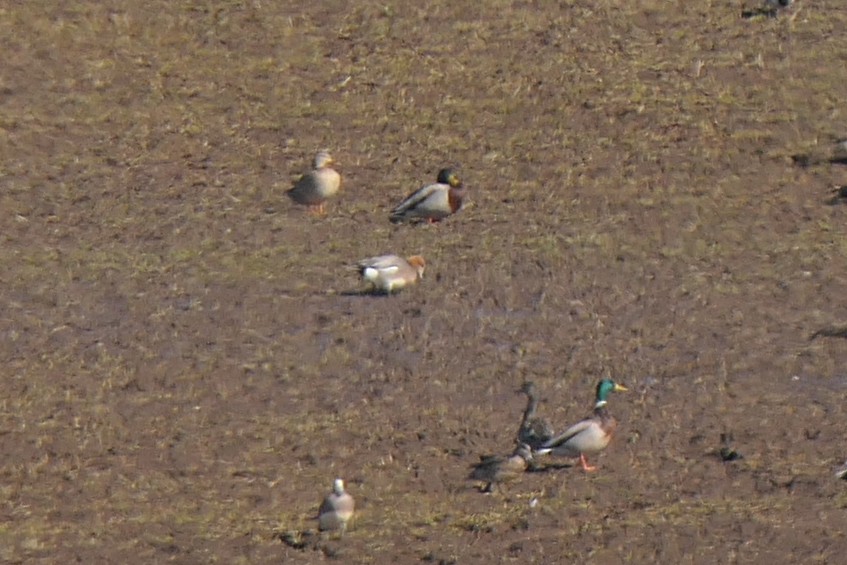 Eurasian Wigeon - Jake Bramante