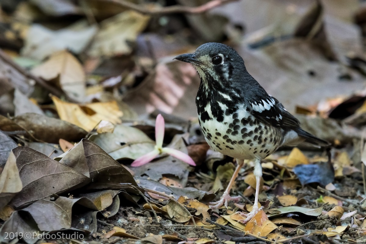 Ashy Thrush - Wei Yan