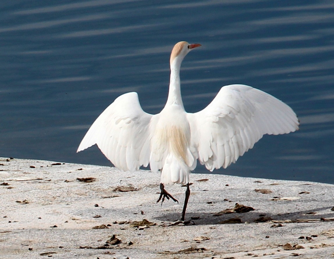 Western Cattle Egret - sam hough