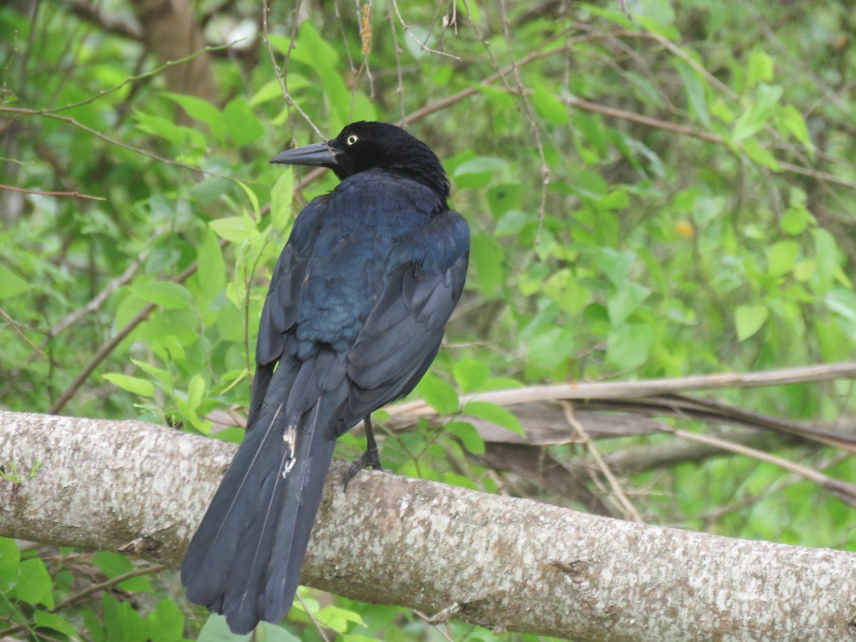 Great-tailed Grackle - ML148761711