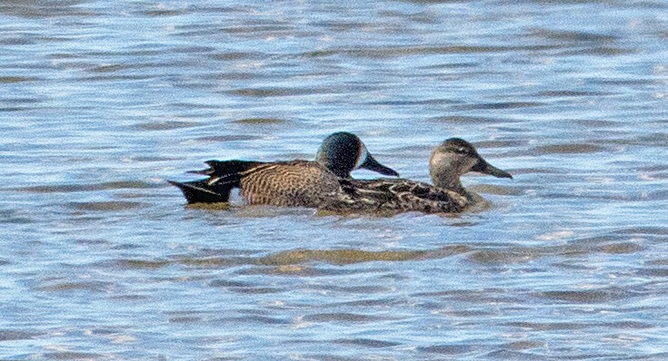 Blue-winged Teal - ML148763291