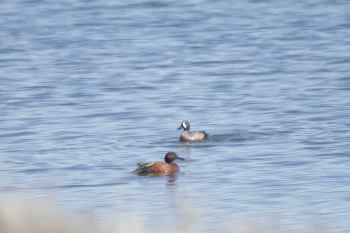 Cinnamon Teal - Doug Kibbe