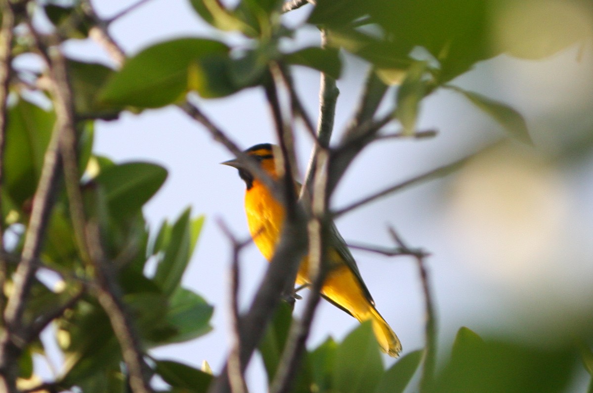 Bullock's Oriole - ML148763991