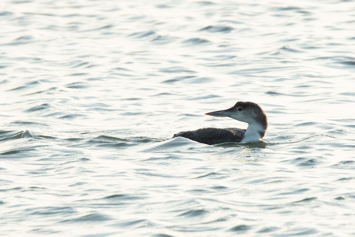 Common Loon - Mike Cameron