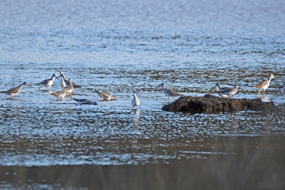 Greater Yellowlegs - ML148766951