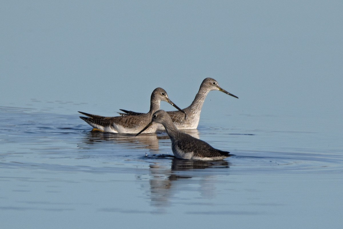 Greater Yellowlegs - ML148766961