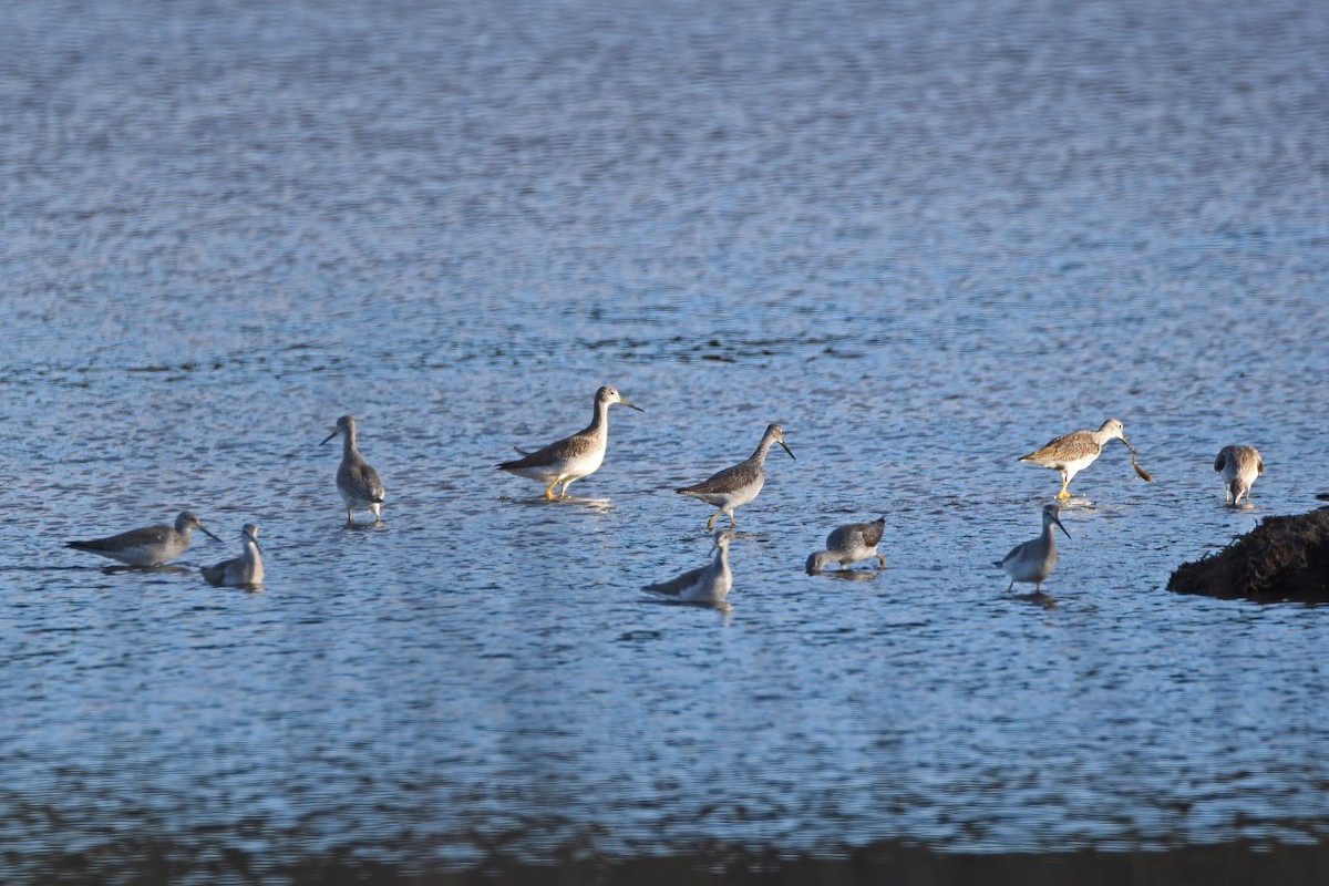 Greater Yellowlegs - ML148766971
