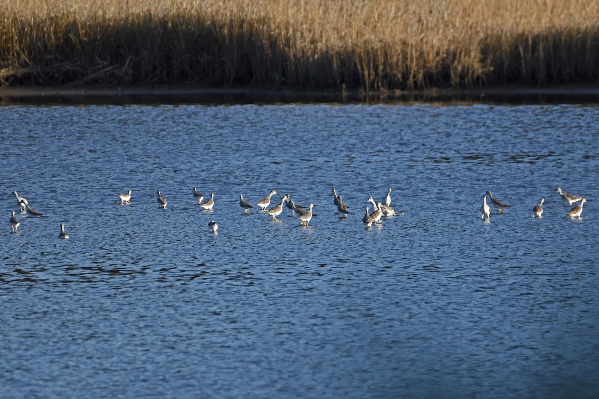 Greater Yellowlegs - ML148766991
