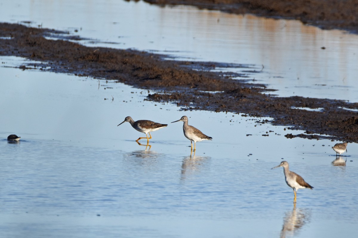 Greater Yellowlegs - ML148767021