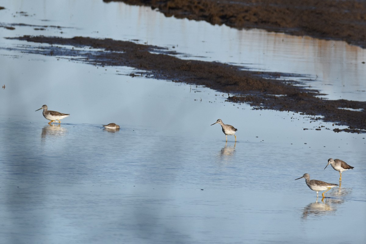 Greater Yellowlegs - ML148767031