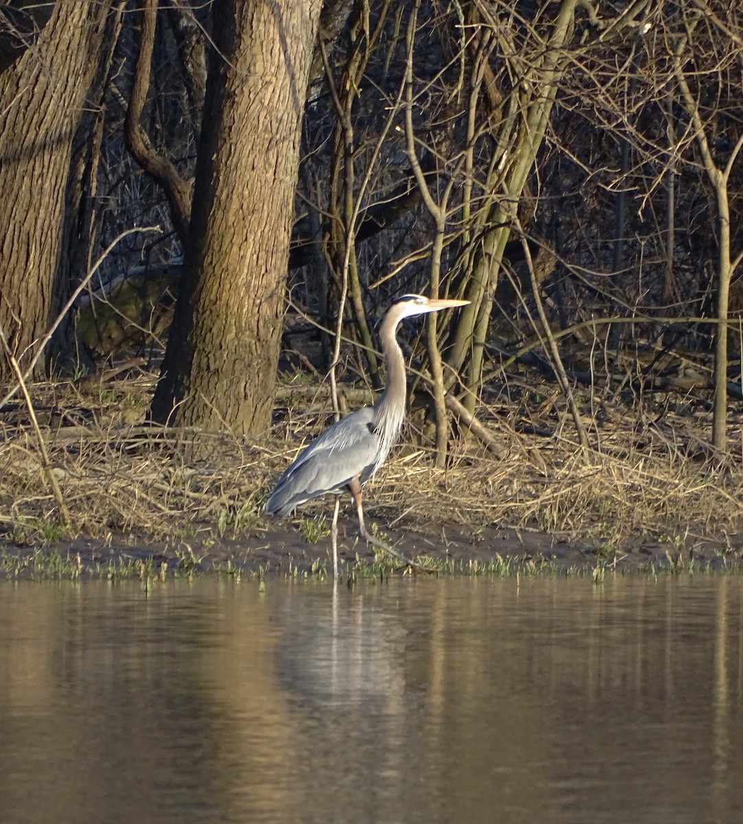 Great Blue Heron - Su Snyder