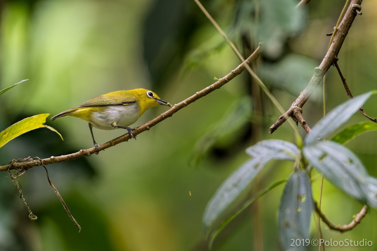 Lowland White-eye - ML148768811