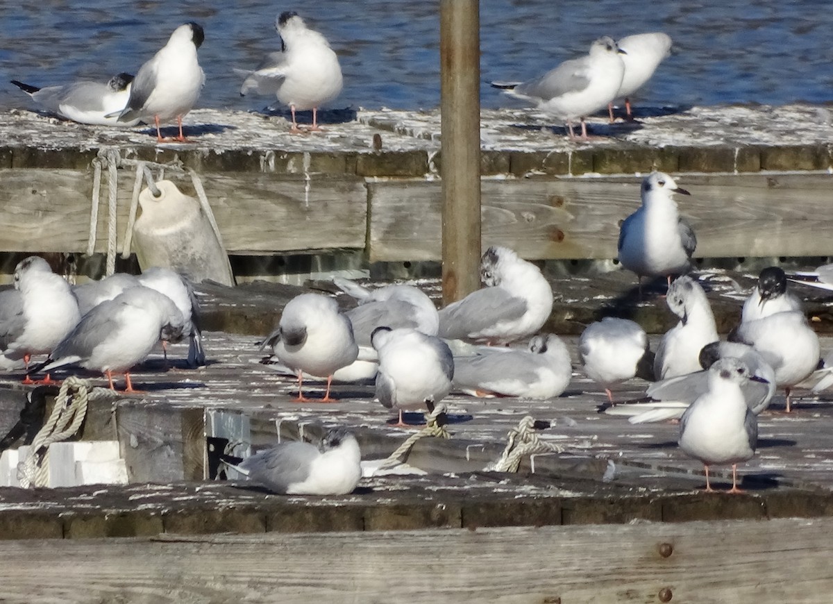 Mouette de Bonaparte - ML148769321