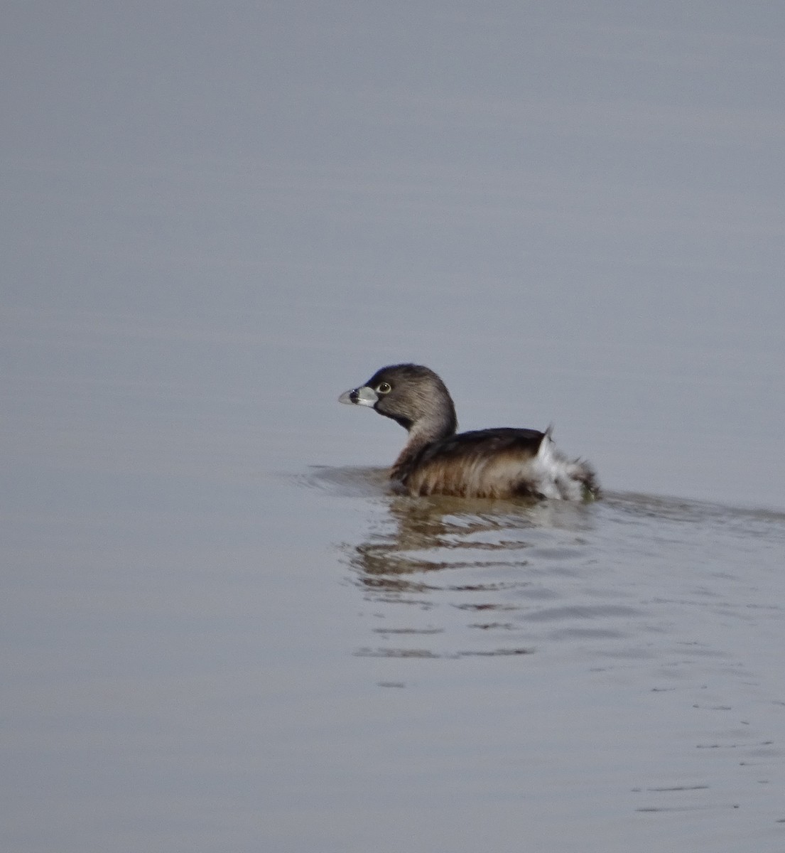 Pied-billed Grebe - Su Snyder