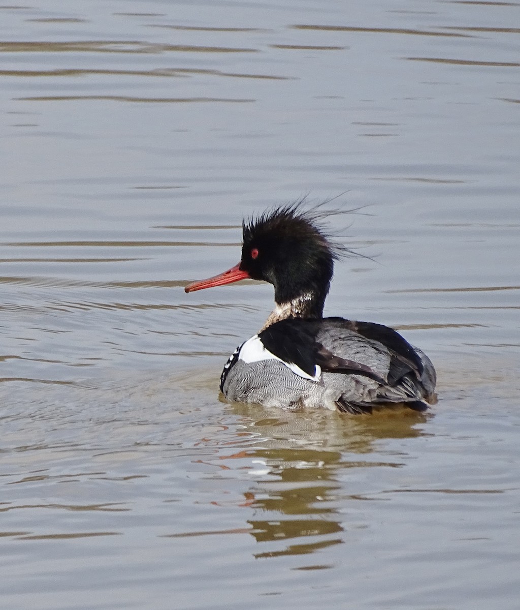 Red-breasted Merganser - Su Snyder