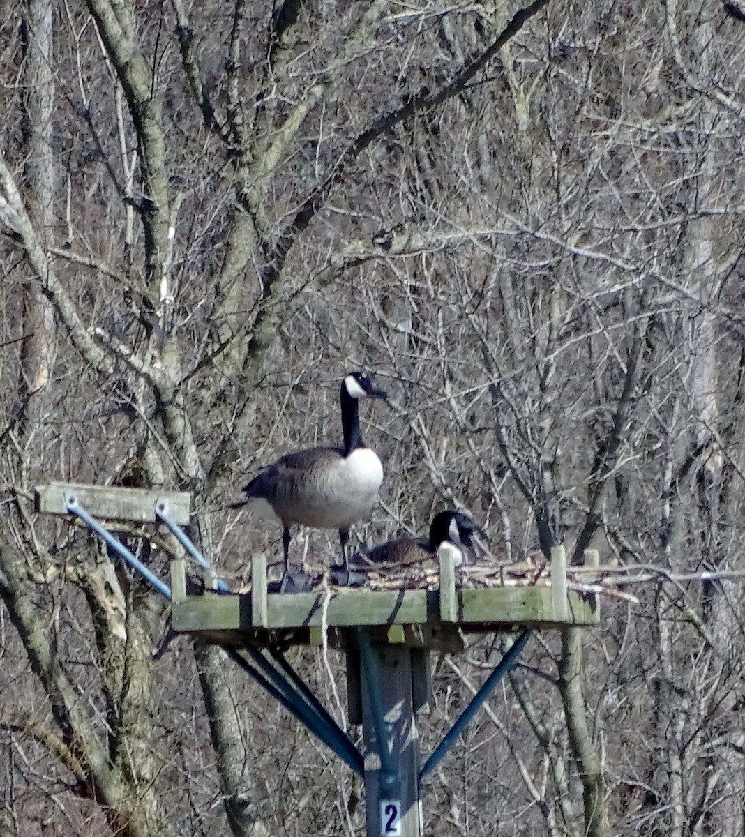 Canada Goose - ML148770561