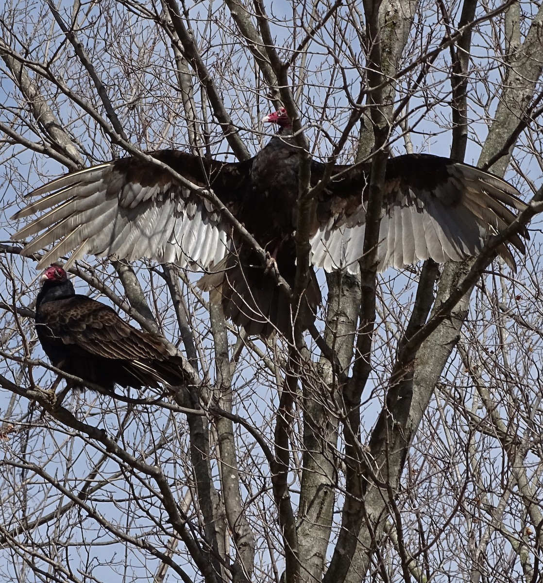 Turkey Vulture - ML148770871