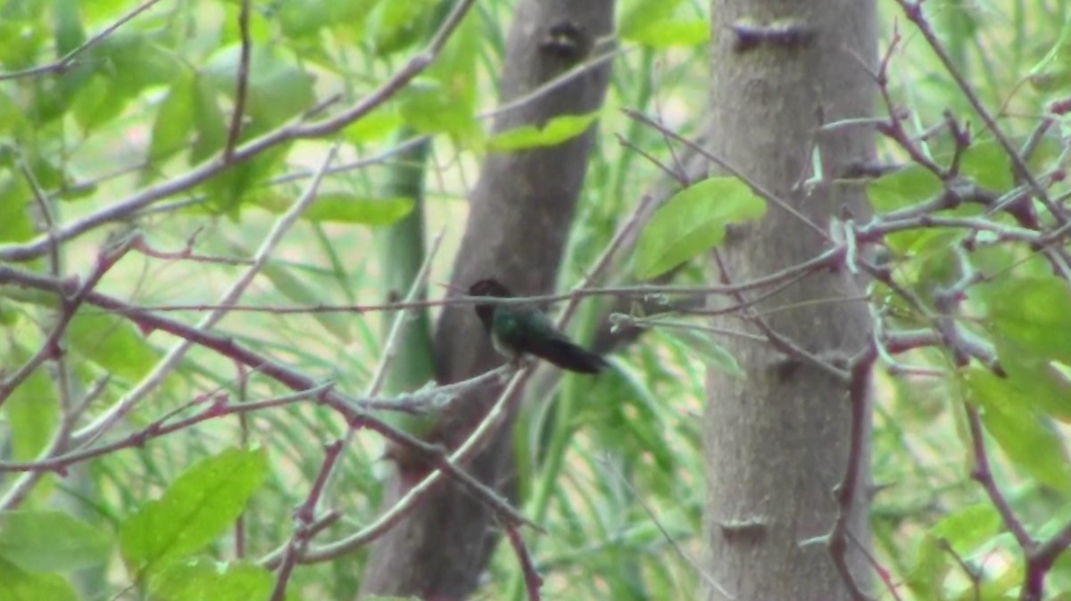 Blue-throated Goldentail - Adrian Burke