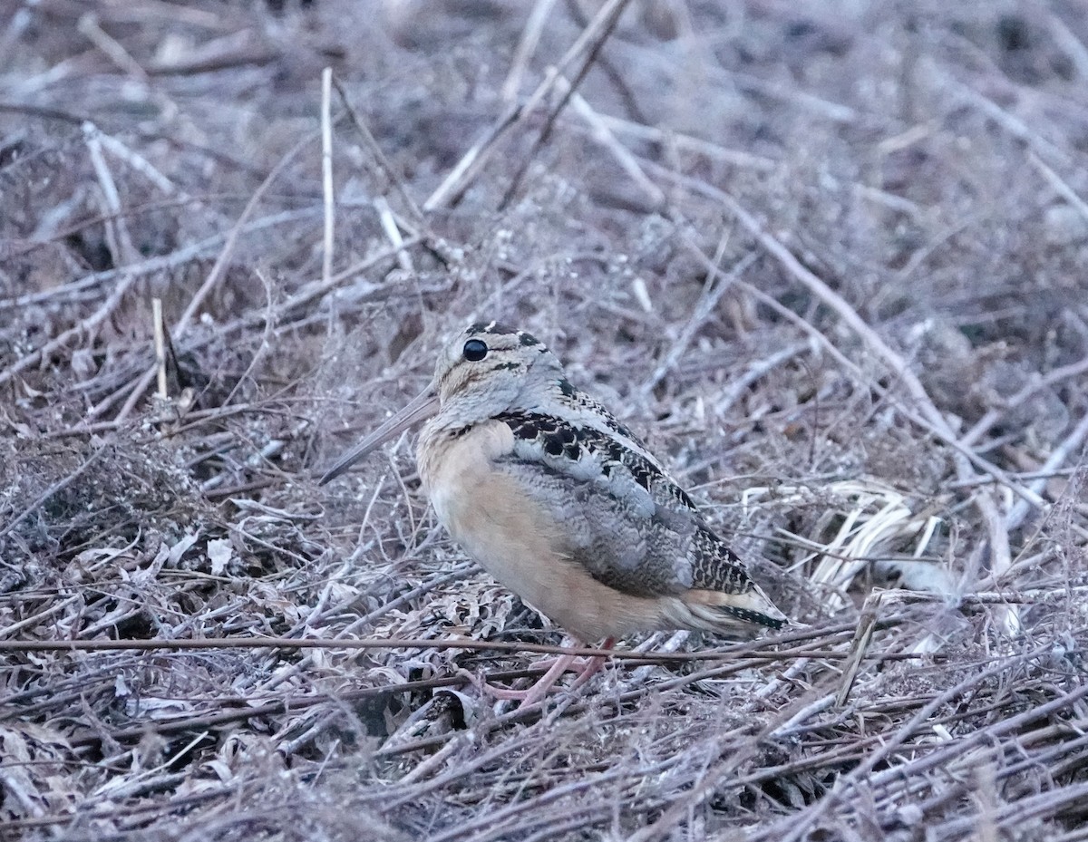 American Woodcock - Graham Rice