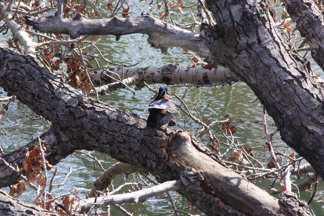 Wood Duck - ML148773411