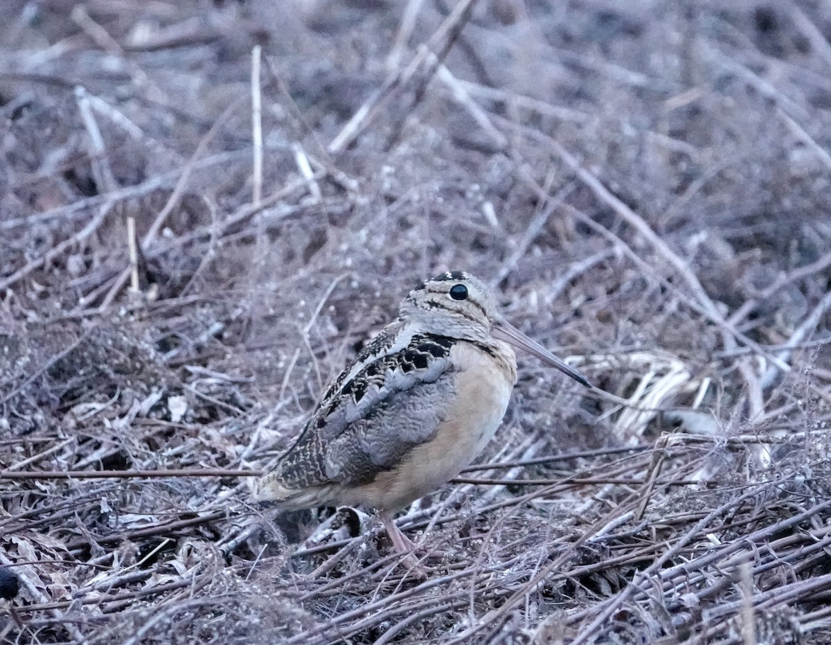 American Woodcock - Graham Rice