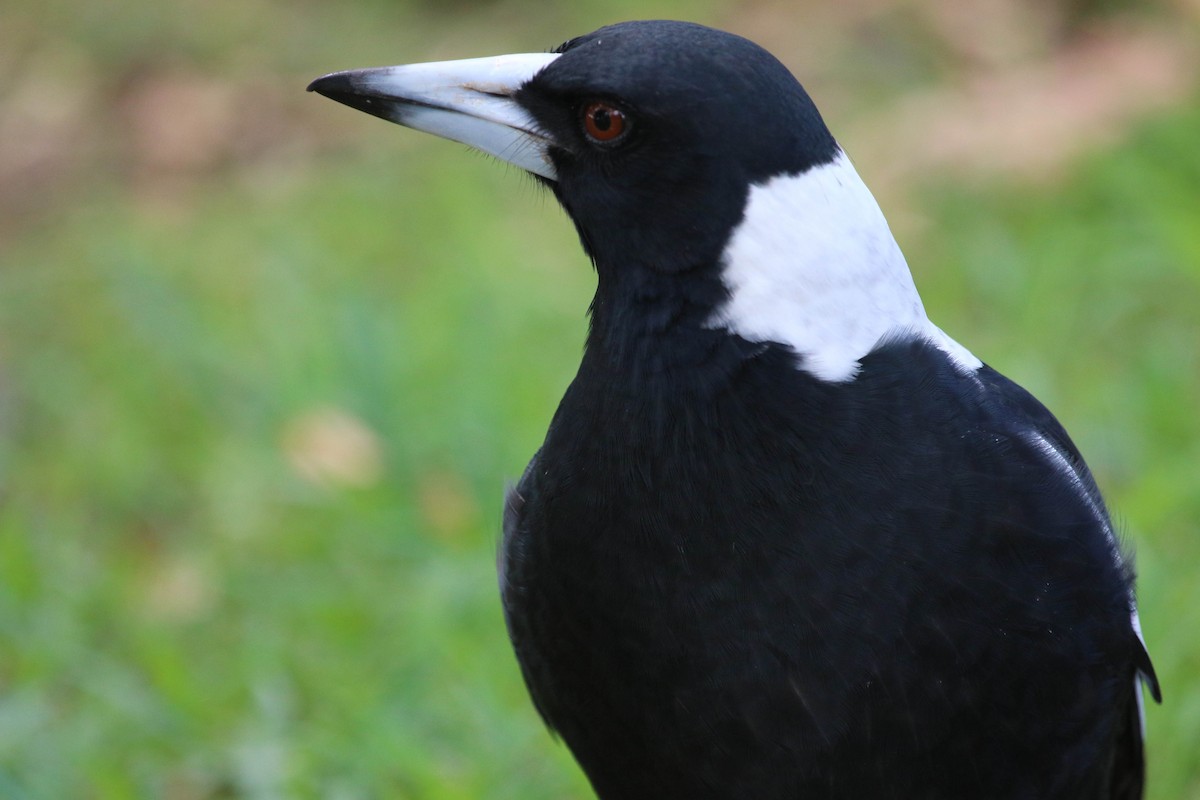 Australian Magpie - Michael Hyman