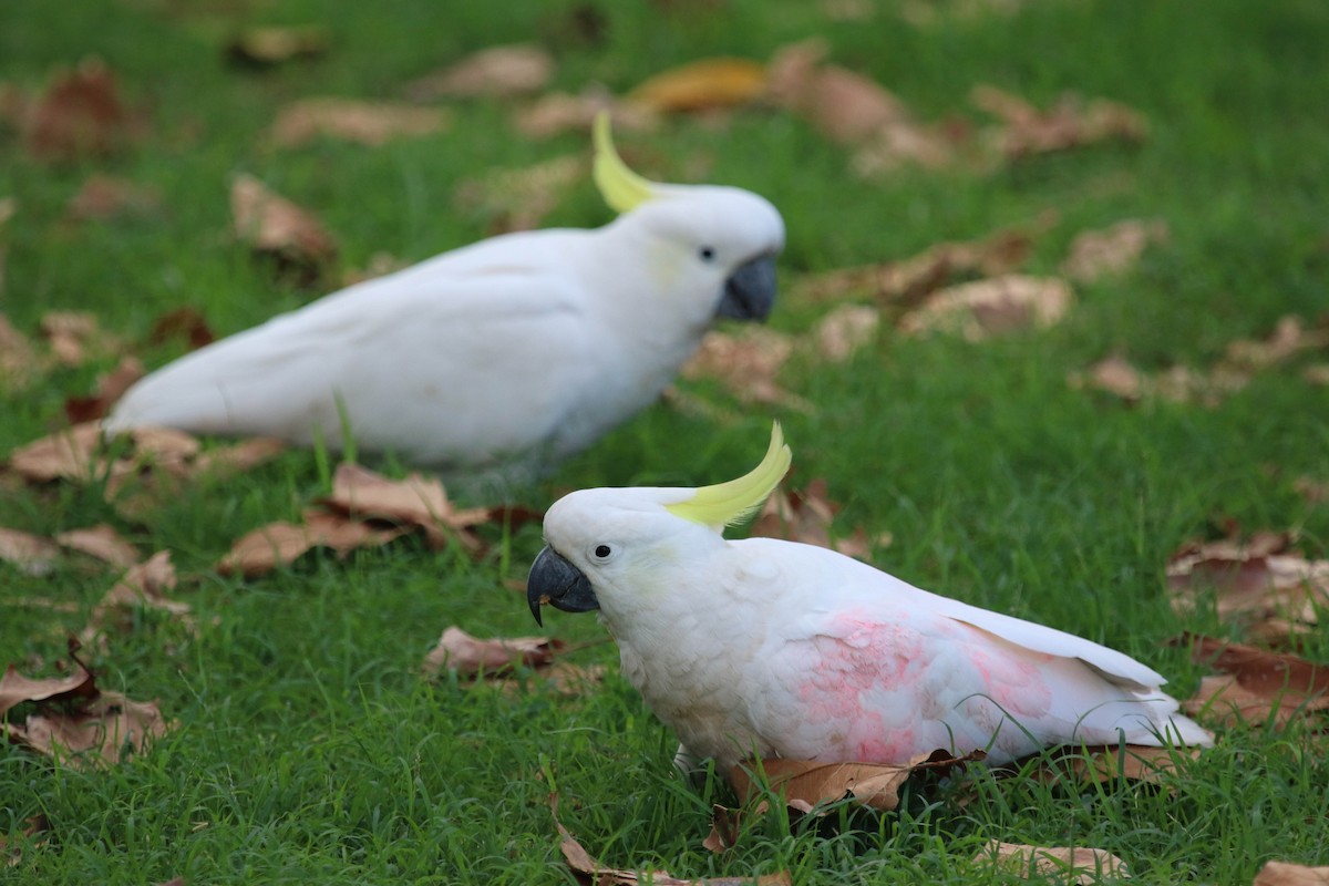 Sulphur-crested Cockatoo - ML148774681