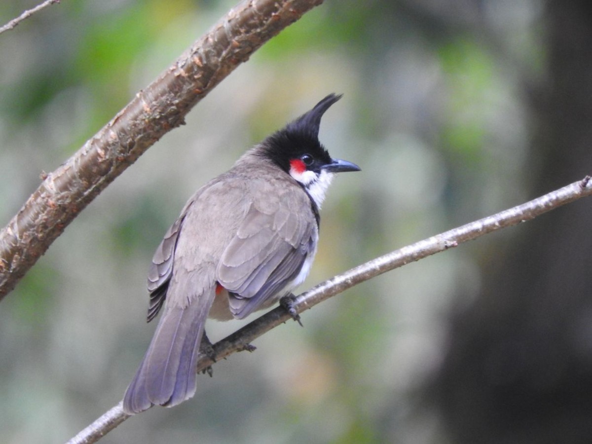 bulbul červenouchý - ML148774851