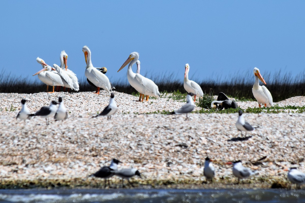 American White Pelican - ML148776331