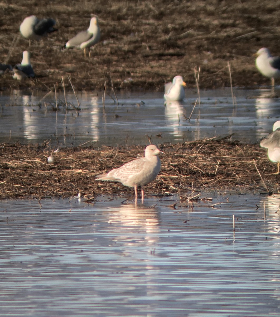 Gaviota Groenlandesa (kumlieni/glaucoides) - ML148776881